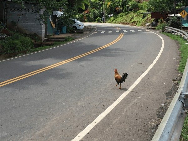 Descubre el Exclusivo Juego de Casino Chicken Road en España